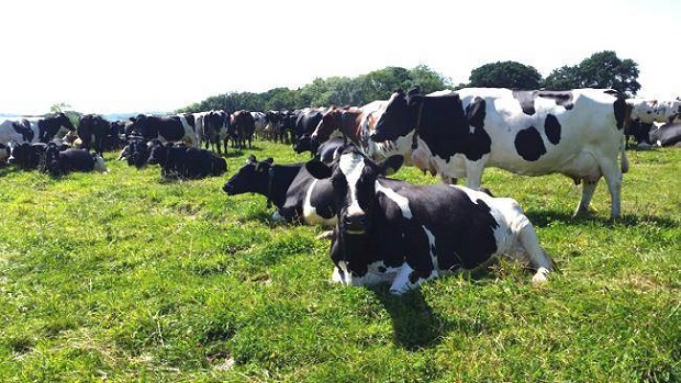 Godminster Cows